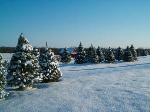 9 Magical Christmas Tree Farms To Visit In Kansas This Season