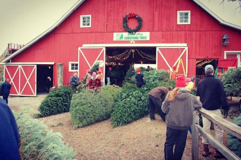 This Merry Farm Is The Best Place In Indiana To Buy Your Christmas Tree