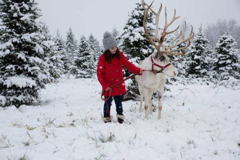 This Reindeer Farm In Indiana Will Positively Enchant You This Season