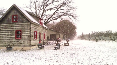 13 Magical Christmas Tree Farms To Visit In Wisconsin This Season