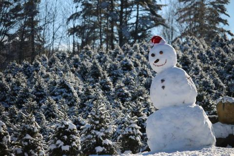 11 Magical Christmas Tree Farms To Visit In New Hampshire This Season