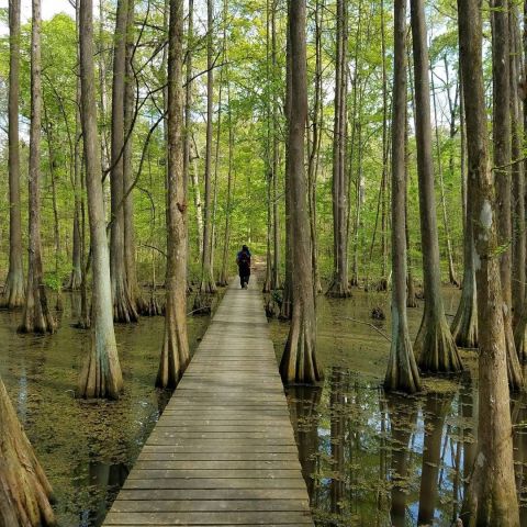 These 7 Trails In Louisiana Are Easy To Hike Year Round