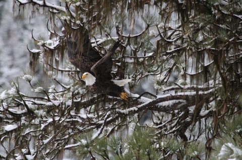 7 Majestic Spots To Watch Bald Eagles This Winter In Idaho