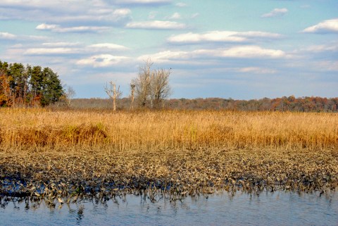 The Wildlife Sanctuary Near DC That's Positively Enchanting In The Wintertime