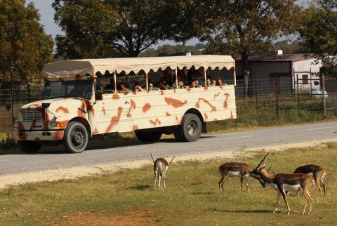 Not Many Know About This Exotic Animal Sanctuary Near Dallas - Fort Worth