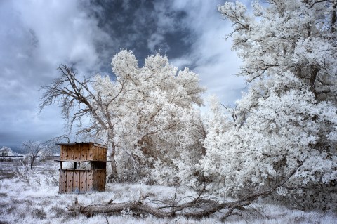 Here's What 12 Days Of Christmas Looks Like In Arkansas