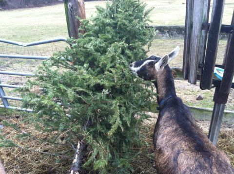 The One Place In Connecticut Where Christmas Trees Go To Die