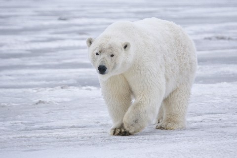 This Island Village In Alaska Has More Polar Bears Than People