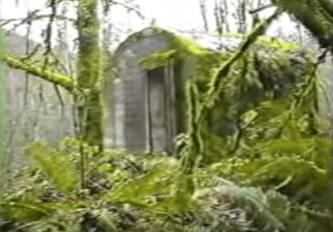 Nature Is Reclaiming This One Abandoned Washington Spot And It's Actually Amazing