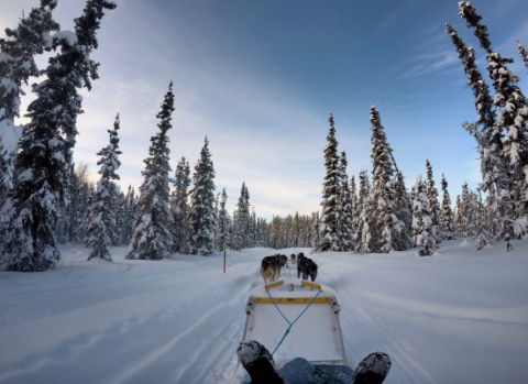 Take This Dog Mushing Tour For A Winter Adventure In Alaska