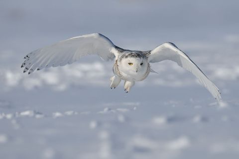 Harry Potter Fans Will Love The Mystical Creatures Swarming Illinois This Winter