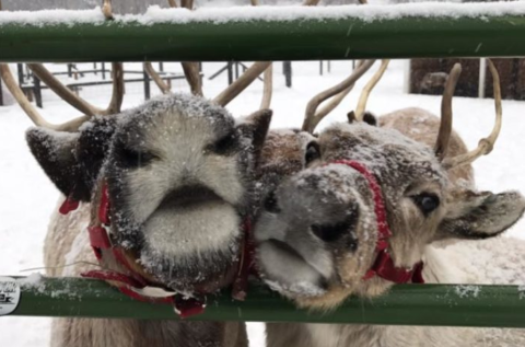 This Reindeer Farm In Washington Will Positively Enchant You This Season