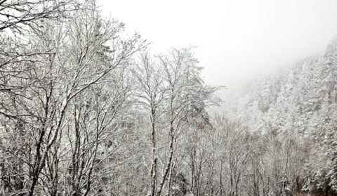 The One State Park In Tennessee That Transforms Into A Magical Winter Oasis Each Year