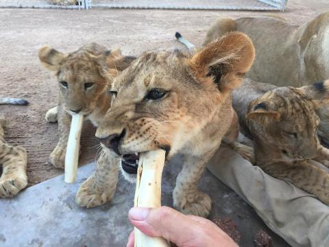 There’s A Wildlife Park In Nevada That’s Perfect For A Family Day Trip