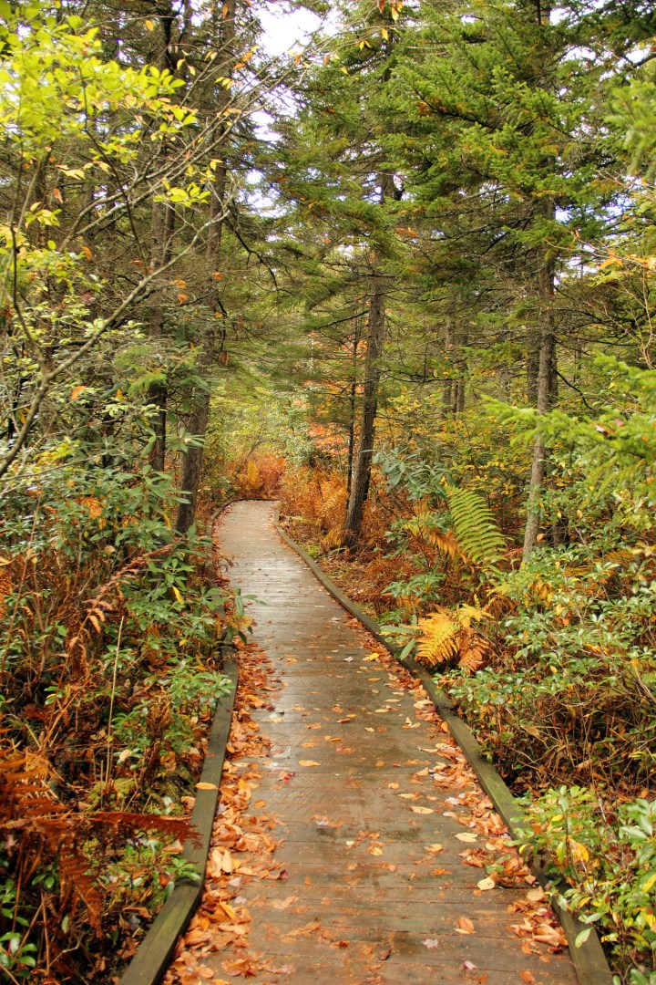 best time to visit cranberry glades