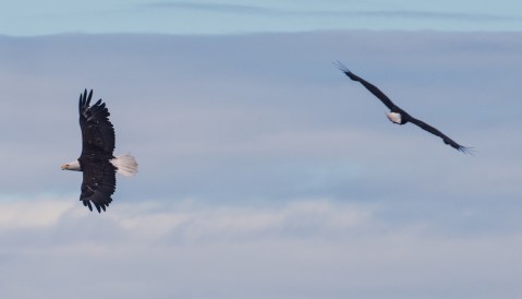 Hundreds Of Bald Eagles Flock To These Alaska Beaches And You'll Want To See It For Yourself