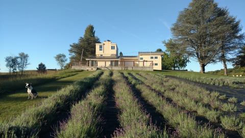 The Beautiful Lavender Farm Near Baltimore That You Need To Visit