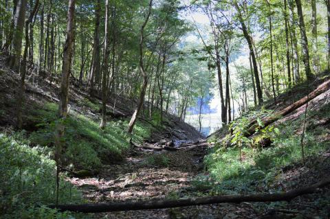 Hike Through A Canopy Of Trees On This Little Known Trail In Kentucky