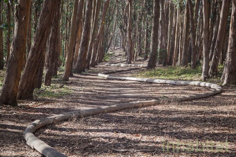 You Must Take This Colorful And Enchanting Nature Walk In San Francisco This Winter