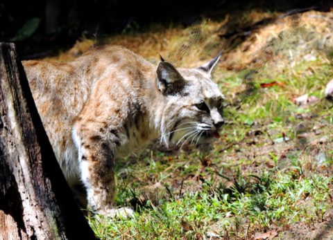 There’s A Wildlife Park In West Virginia That’s Perfect For A Family Day Trip