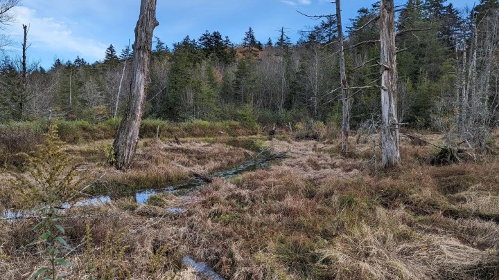 best time to visit cranberry glades