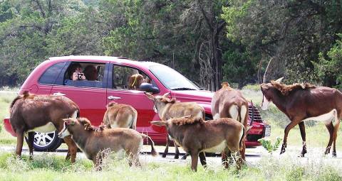 There's A Wildlife Park In Texas That's Perfect For A Family Day Trip