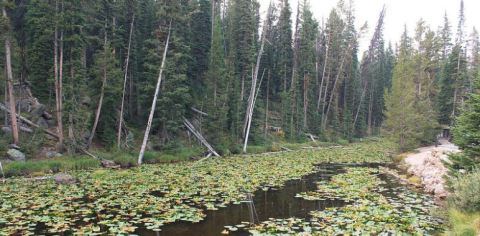 There's Something Totally Unique About This Unassuming Yellowstone Lake