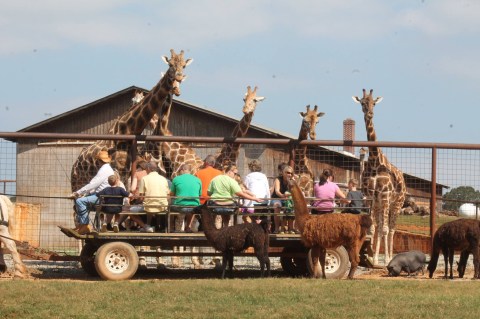 A Wildlife Park In North Carolina, Lazy 5 Ranch Is A Fantastic Family Day Trip