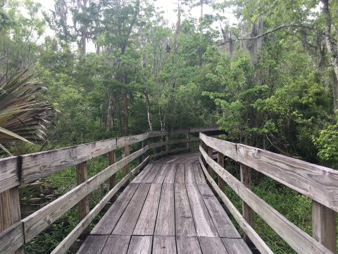 This Quaint Little Trail Is The Shortest And Sweetest Hike In Louisiana