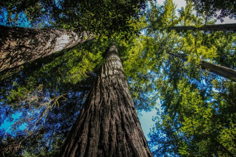 This Majestic Redwood Trail In Oregon Will Enchant You In The Best Possible Way