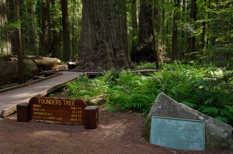 The Simple Hike In Northern California That Takes You Through The Most Magnificent Forest