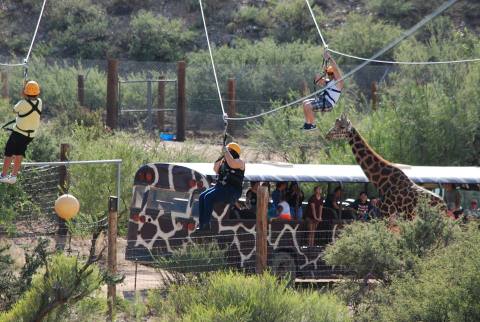 You’ll Feel Like You’re Flying Over An African Grassland At This Unique Arizona Park