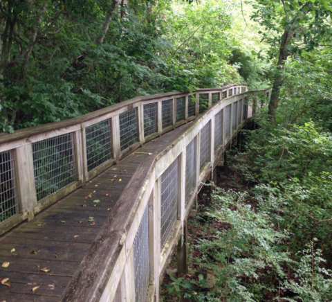 This Mesmerizing Swamp Trail Near New Orleans Is Totally Worth The Drive