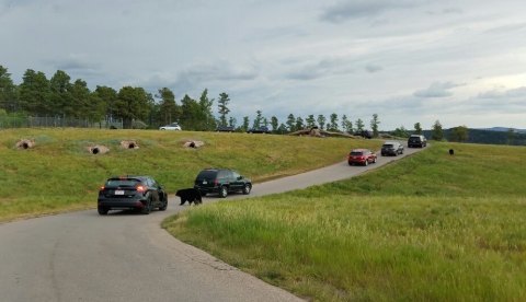 There’s A Wildlife Park In South Dakota That’s Perfect For A Family Day Trip