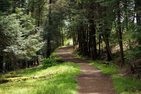 The Unforgettable Hiking Trails In Pennsylvania That Will Take You To A Tunnel of Trees