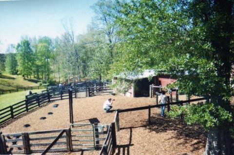 The Adorable Goat Farm In Georgia That's Perfect For An Afternoon With The Family