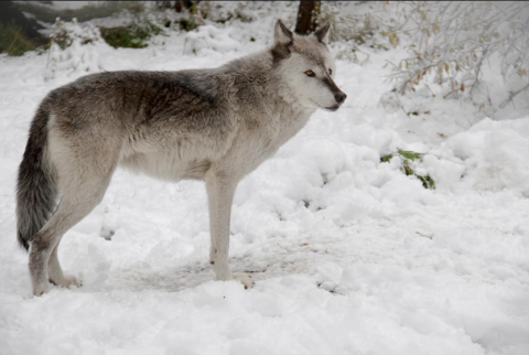 Visit The Incredible Zoo In Alaska For A Fun Family Day Trip