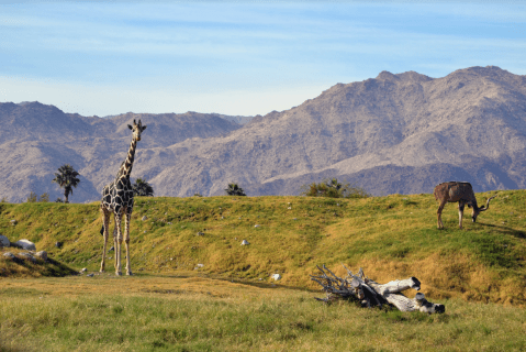 The Exotic Desert Zoo And Garden In Southern California That Is Out In The Middle Of Nowhere But So Worth The Drive