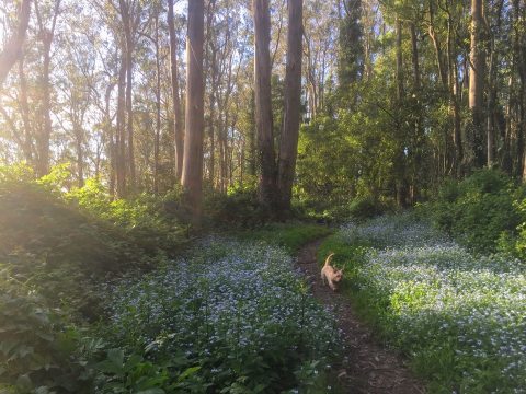 This Quaint Little Trail Is The Shortest And Sweetest Hike In San Francisco