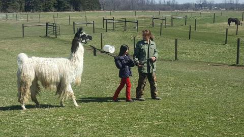 The Amazing Bed And Breakfast In Michigan Where You Can Hang Out With Llamas