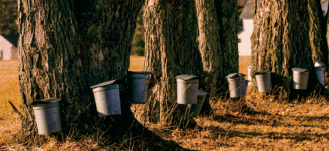 Visit These 12 Delicious Sugarhouses In New Hampshire For Maple Weekend