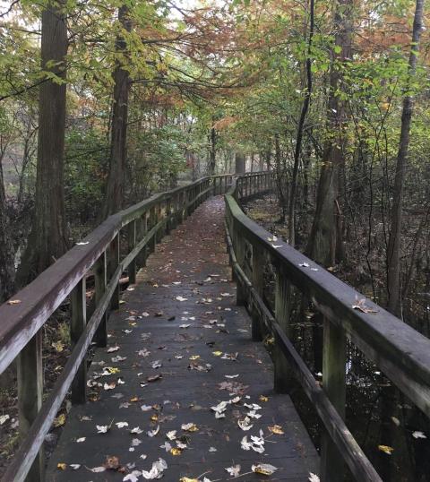 11 Totally Kid-Friendly Hikes In Mississippi That Are 1 Mile And Under