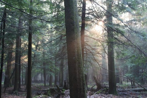 The Ancient Forest Near Pittsburgh That's Right Out Of A Storybook