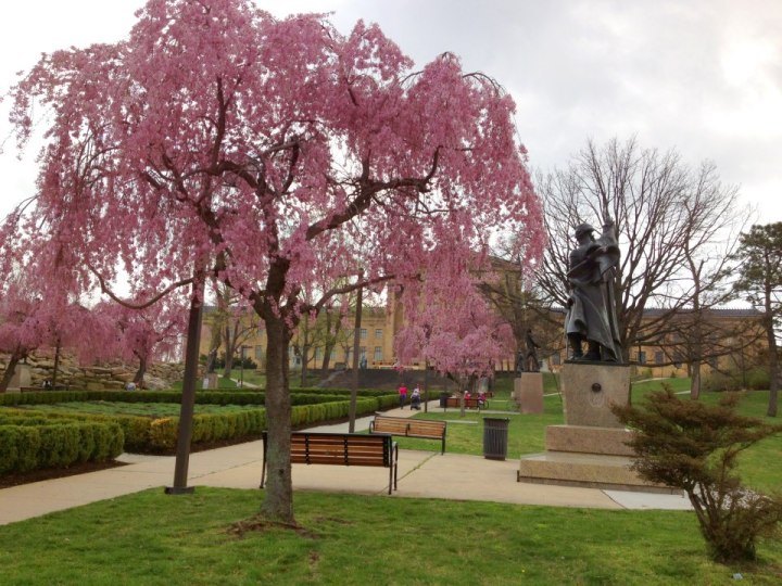 cherry blossom festival philadelphia