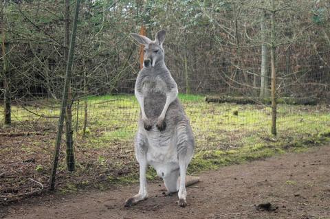 There's A Kangaroo Farm In Washington, And You're Going To Love It