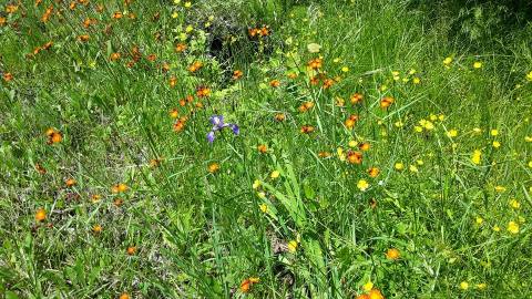 This Easy Wildflower Hike In Minnesota Will Transport You Into A Sea Of Color