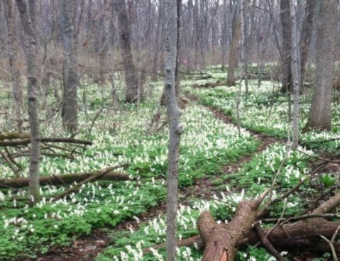 This Easy Wildflower Hike In Ohio Will Transport You Into A Sea Of Color