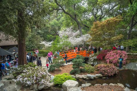 The One Magical Place In Southern California To See Cherry Blossoms This Spring