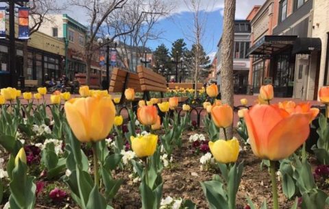 This Enchanting Tulip Festival In Colorado Is All You Need For Spring