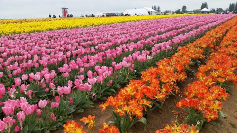 A Trip To Oregon's Neverending Tulip Field Will Make Your Spring Complete